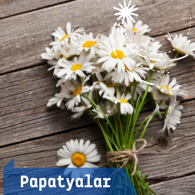 papatyalar